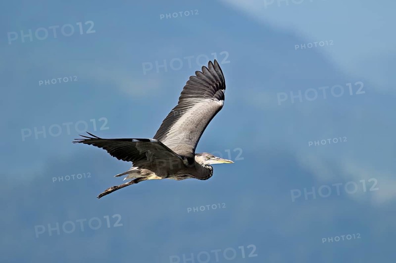 Grey heron (Ardea cinerea), in flight, Canton Zug, Switzerland
