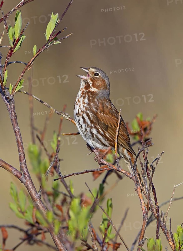 Red Fox Sparrow (Passerella iliaca) singing, Manitoba, Canada