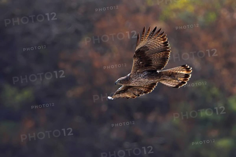 Bonelli's Eagle (Aquila fasciata), Oman