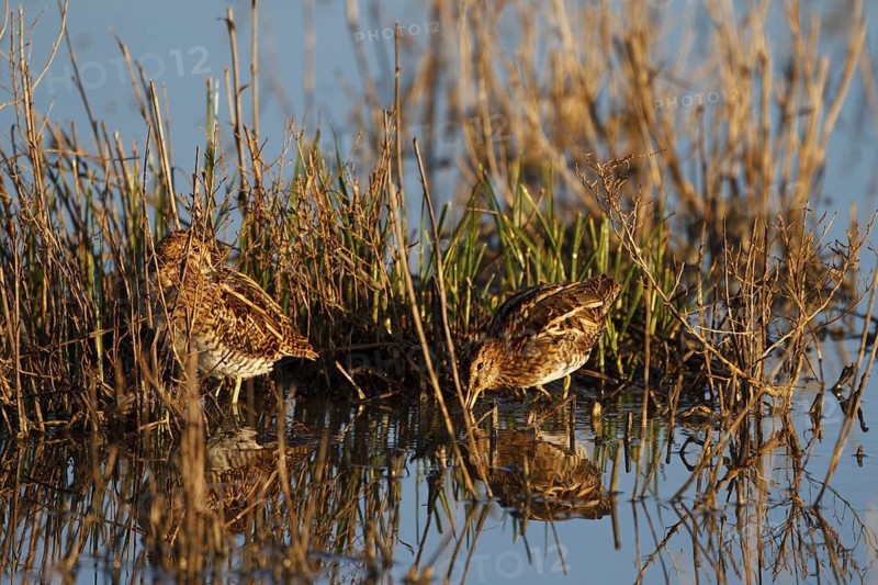 Common Snipe (Gallinago gallinago), Mallorca, Spain