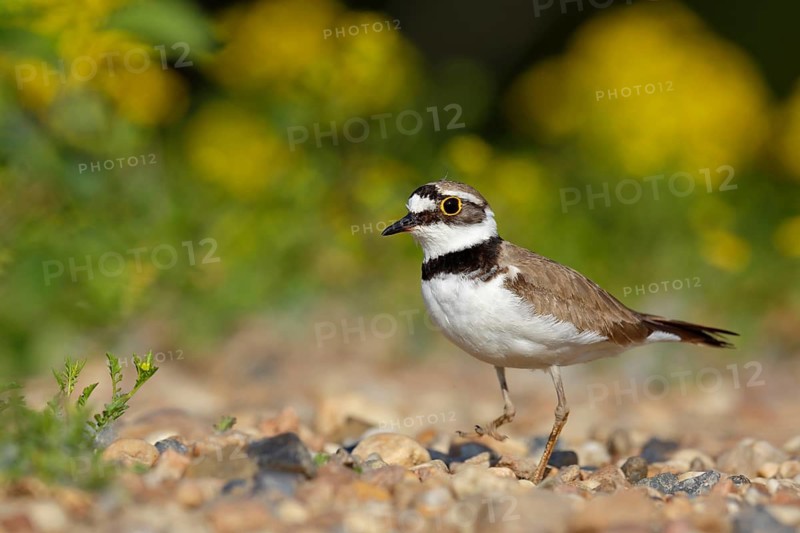Little Ringed Plover (Charadrius dubius), Saxony-Anhalt, Germany