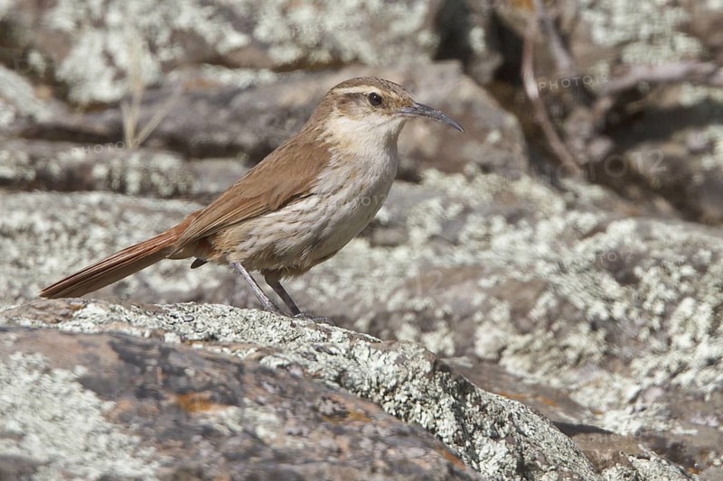 Rock Earthcreeper (Upucerthia andaecola) perched on a rock in Bolivia, South America