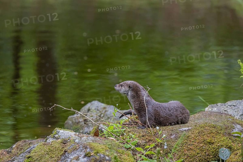 One Eurasian otter (Lutra lutra), resting on a mossy rock. Green water reflections in the background
