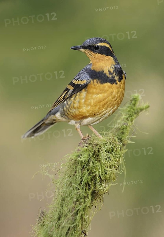 Varied Thrush (Ixoreus naevius), British Columbia, Canada