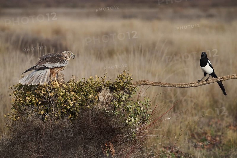 A red kite with its wings partially spread sits alert on a branch, observing its surroundings, as a magpie perches nearby, set against a muted backdrop of dry grass and bushes