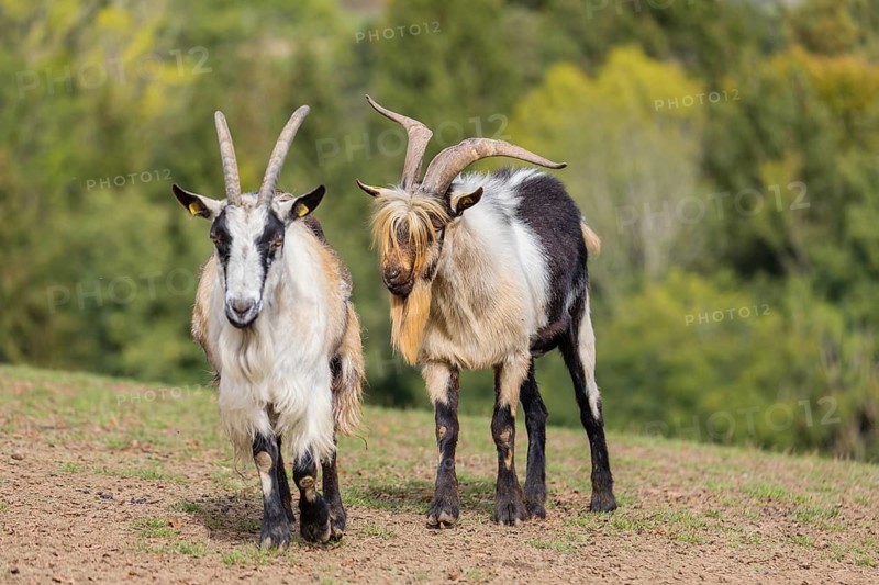 A male peacock goat (Capra aegagrus f. hircus) checks the readiness of a goat to mate