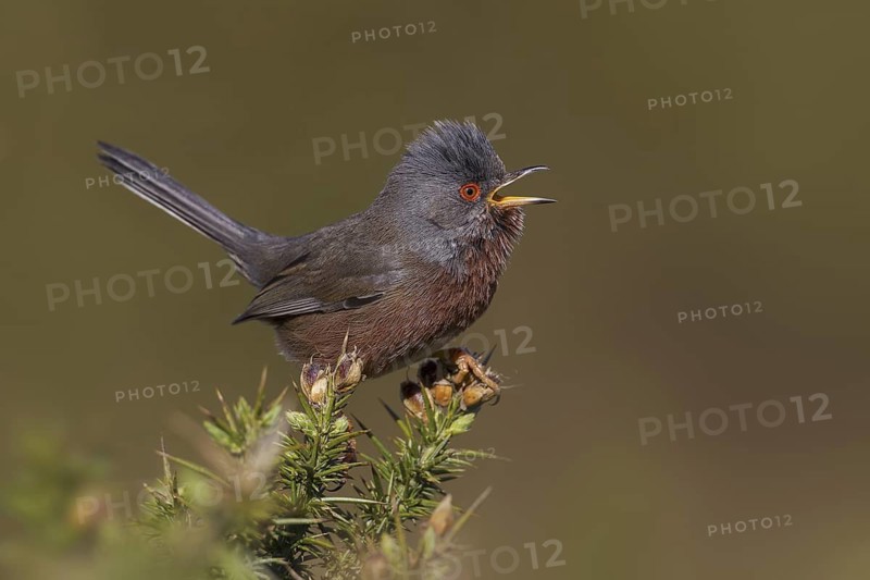 Dartford Warbler (Sylvia undata) male singing, Wales, United Kingdom