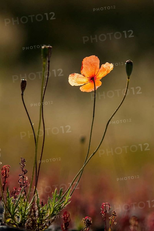 Poppies, poppies, papaver spec., papaveraceae, extremadura, flora, high size, portrait, plants, Spain
