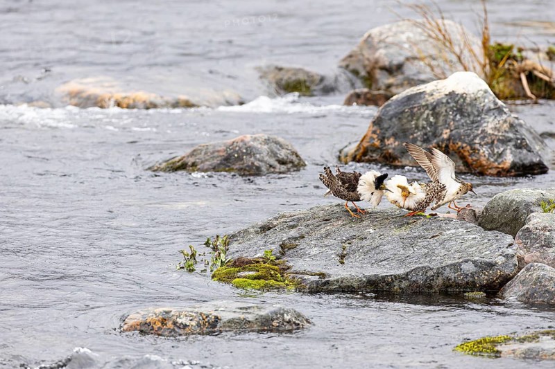 Ruff (Calidris pugnax), two males courting a female on a stone slab in the river, Varanger, Finnmark, Norway
