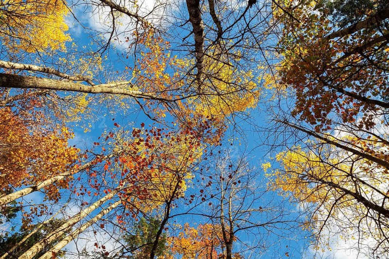 Low angle view of tall backlit semi silhouetted converging Betula - Birch and Acer - Maple trees in forest in autumn, Quebec, Canada