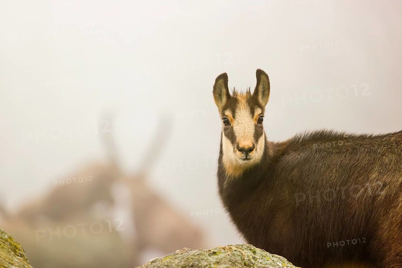 A young female chamois (Rupicapra rupicapra) stands on a rock, behind her two ibex (Capra ibex) are barely recognizable in the dense fog