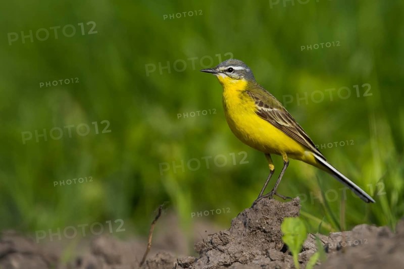 Blue-headed Wagtail - Wiesen-Schafstelze - Motacilla flava ssp. flava, Poland, adult male