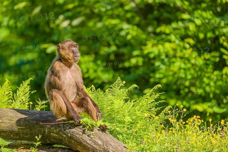 A male Gelada (Theropithecus gelada), or bleeding-heart monkey sits on a log lying in dense green vegetation, enjoying the morning sun