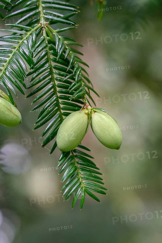 Japanese nutmeg-yew (Torreya nucifera), Arboretum Loismann, Federal Republic of Germany