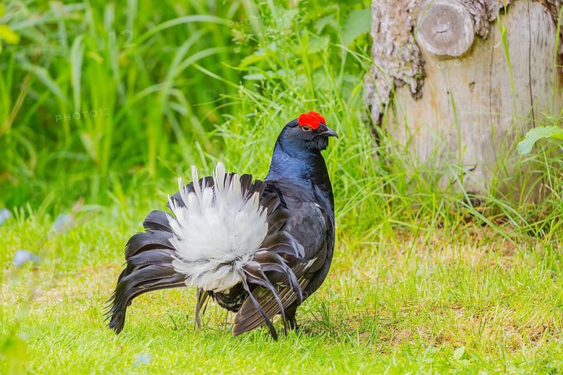 A male Black Grouse (Tetrao tetrix) during courtship display