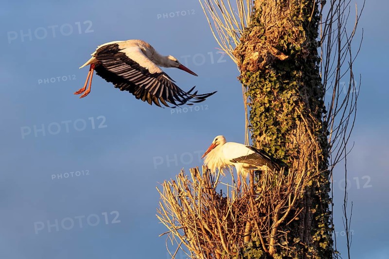 White storks, Rapperswil, Switzerland