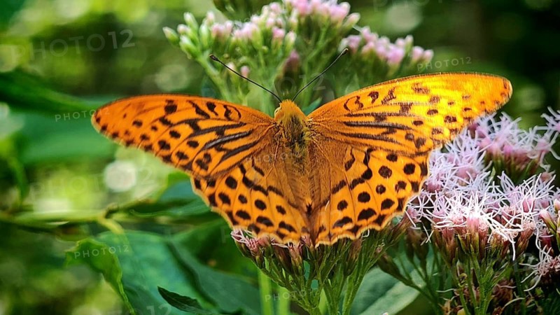 Close-up: an orange butterfly, the Emperor (Argynnis paphia), on pink flowers surrounded by green foliage, summer, Rödental, Upper Franconia