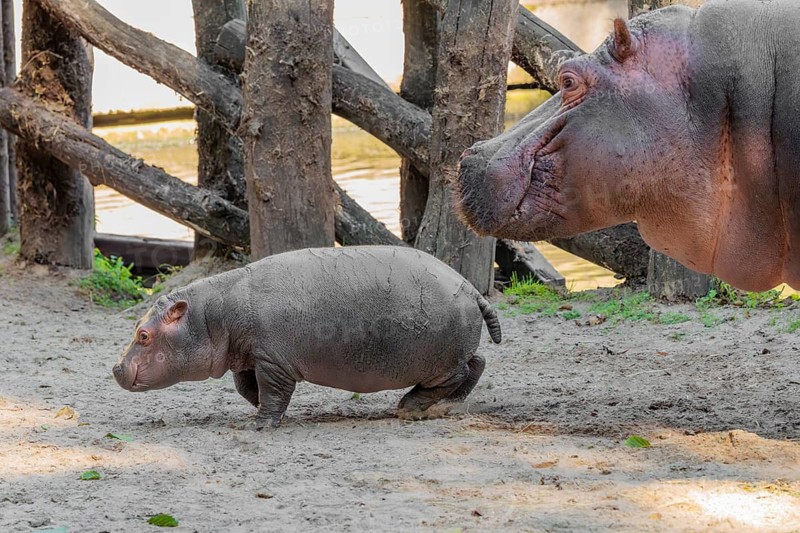 A baby hippopotamus (Hippopotamus amphibius) and its mother standing on a sandy riverbank in an enclosure