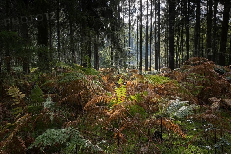 Bracken (Pteridium aquilinum) in spruce forest, Emsland, Lower Saxony, Germany
