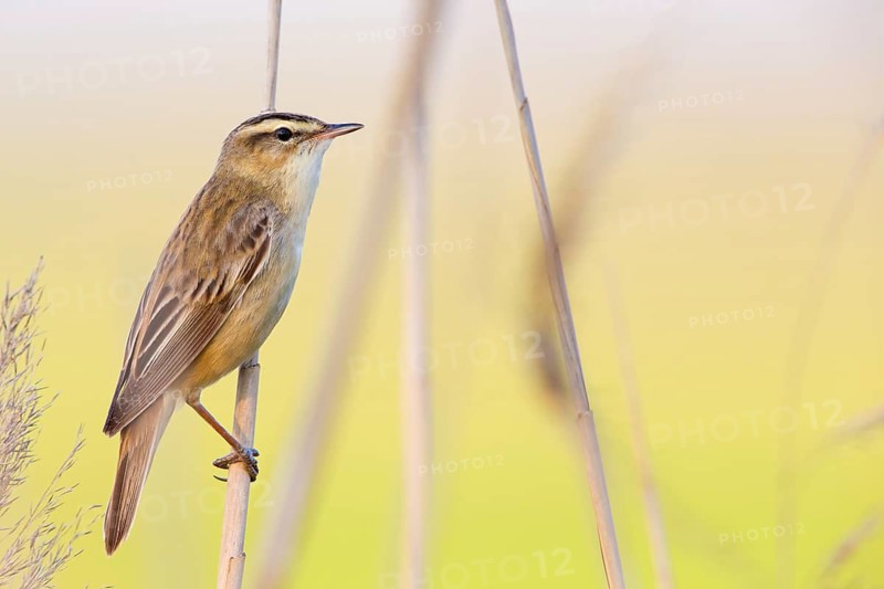 Schilfrohrsänger, Sedge Warbler, Acrocephalus schoenobaenus, Phragmite des joncs, Carricerín Común
