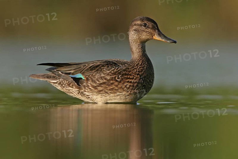 Eurasian Teal (Anas crecca) female, Rhineland-Palatinate, Germany