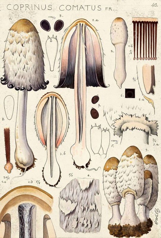 Mushroom, mushroom, crested tintling, Coprinus comatus, also asparagus mushroom, porcelain tintling or ink mushroom, authentic reproduction of an illustration by Hans Walty (1868-1948) from about 1915, historical