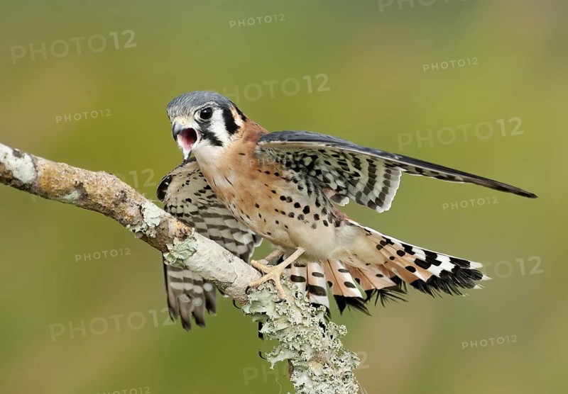 American Kestrel (Falco sparverius), Florida, USA