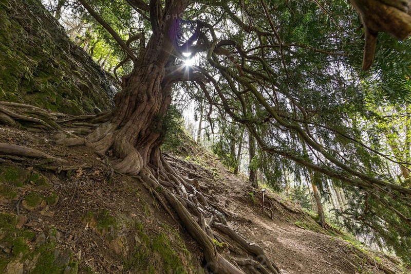 The 1000-year-old yew tree (Taxus) on the Lederberg in Schlottwitz in the Müglitz Valley, Glashütte, Saxony, Germany