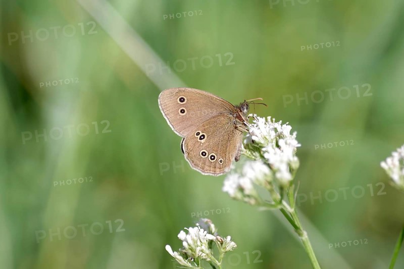 Brown Forest Moth (Aphantopus hyperantus), close-up, pollen, the moth is perched on a flower, feeding on nectar