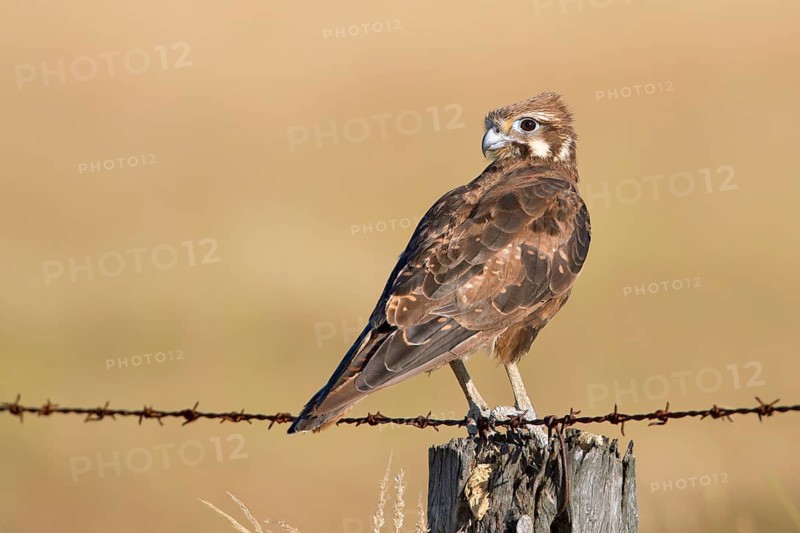 Brown Falcon (Falco berigora), Victoria, Australia