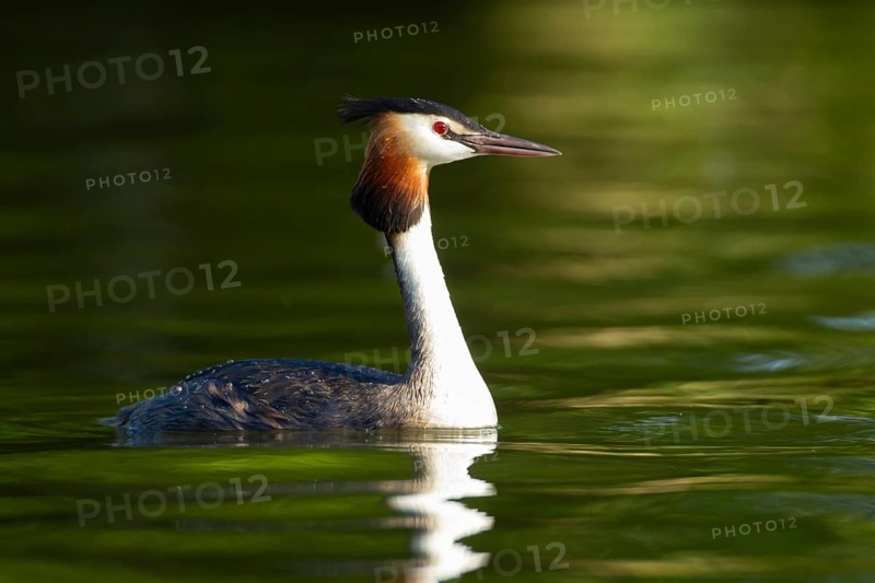 Great crested grebe (Podiceps cristatus) adult bird on a lake, England, United Kingdom