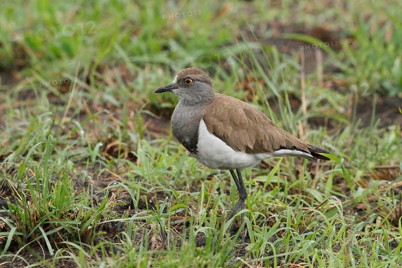 Black-winged Lapwing, Vanellus melanopterus, Uganda, Lake Victoria NP