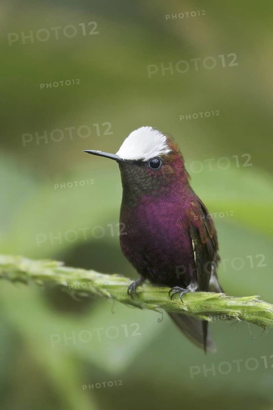 Snowcap (Microchera albocoronata), Costa Rica