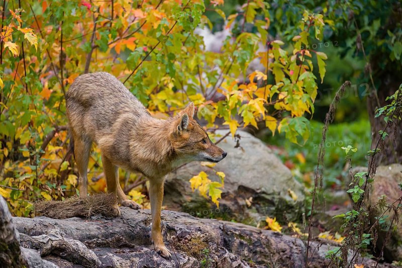 One golden jackal (Canis aureus) stands on a fallen tree trunk. Behind him is a tree in intense autumn colours