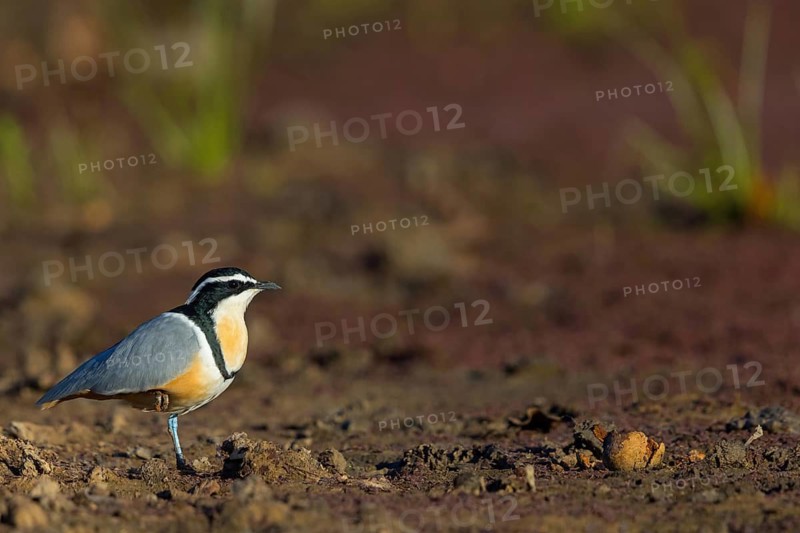 Crocodile-bird, (Pluvianus aegytpticus), Crocodile-bird, Egyptian Plover, Pluvian fluviatile, Pluvial, Njau area, Njau, North Bank, Gambia