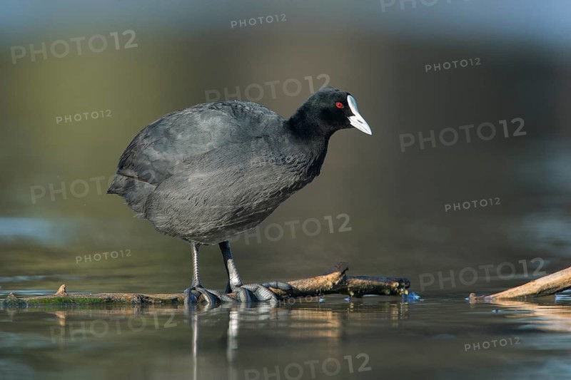 Eurasian Coot (Fulica atra), Victoria, Australia