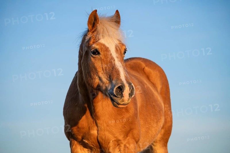 Horse, Haflinger, gelding, portrait, evening, blue sky