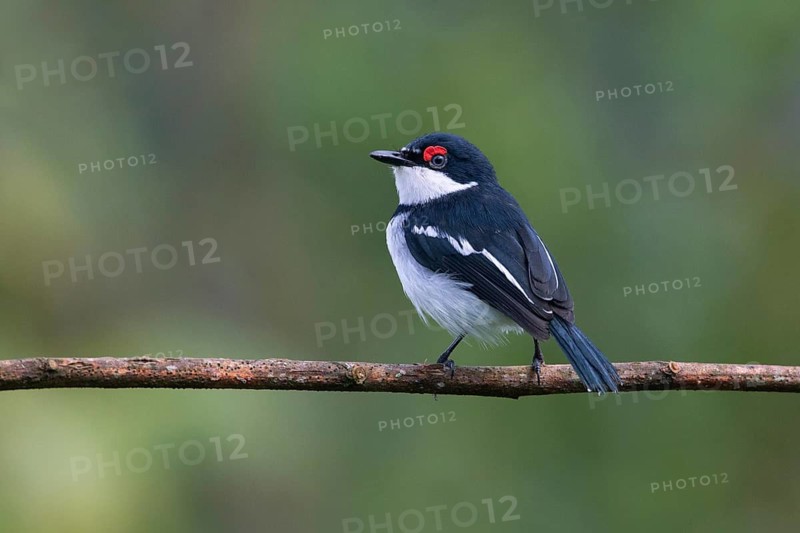 Brown-throated Wattle-eye (Platysteira cyanea) male perched on a branch, Uganda