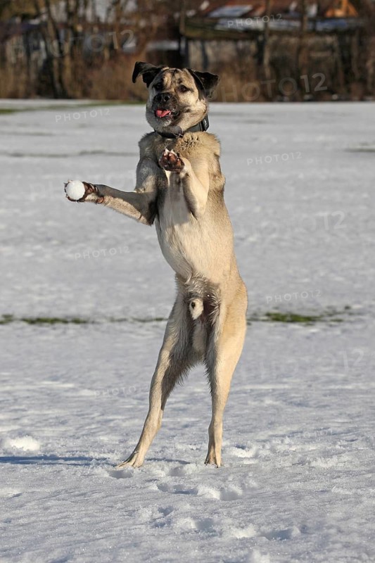 Kangal, Anatolian guard dog jumps after thrown snowball, original photo, no fake, rare, funny motive, Allgäu, Bavaria, Germany