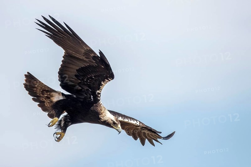 Spanish Imperial Eagle (Aquila adalberti) flying, Andalusia, Spain