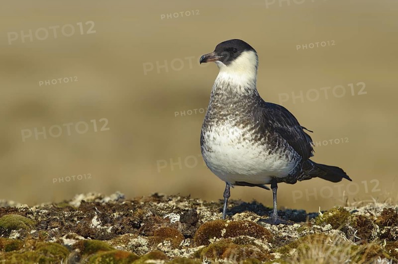 Pomarine Skua (Stercorarius pomarinus), Alaska, USA