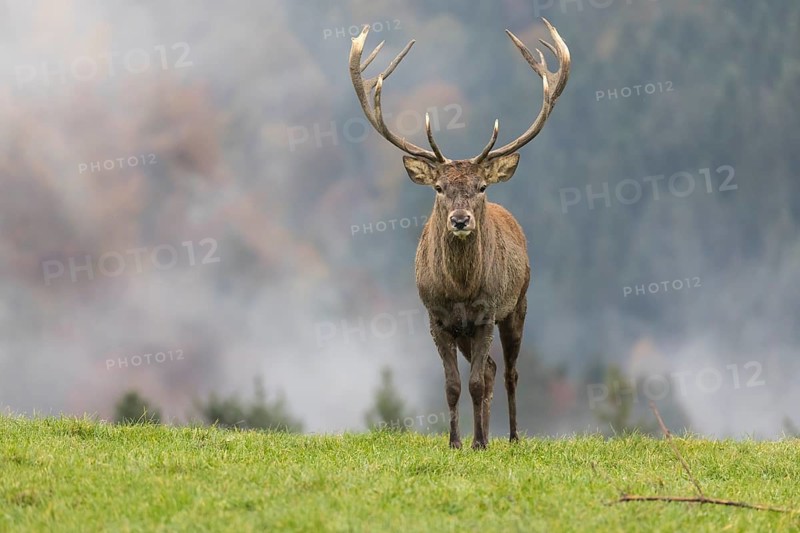 Red Deer buck at the end of the rutting season