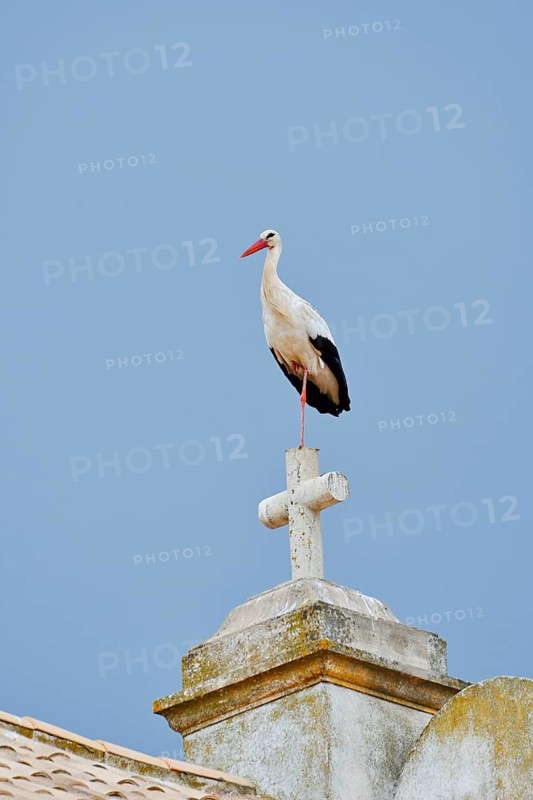 White stork (Ciconia ciconia) standing on the cross of a church, Portimao, Algarve, Portugal