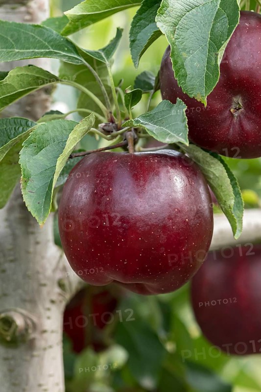 Apple (Malus domestica 'Isaaq'), Bayerische Landesanstalt für W, Germany