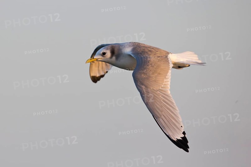 Black-legged Kittiwake (Rissa tridactyla tridactyla) flying, North Sea, Germany