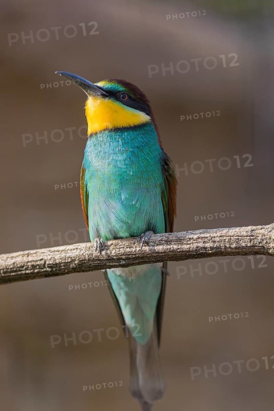 One European bee-eater (Merops apiaster) sitting on a twig in front of a breeding cliff