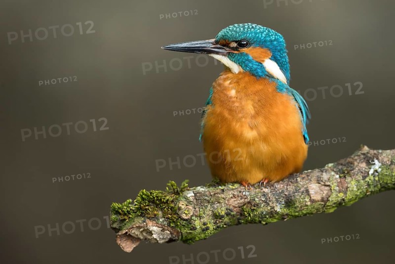 Common Kingfisher (Alcedo atthis) male perched on a branch, Lower Saxony, Germany