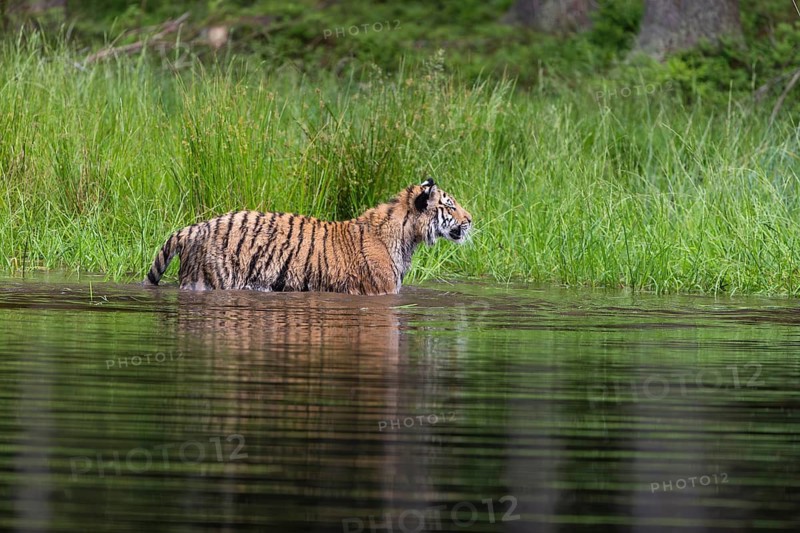 One young female Siberian Tiger, Panthera tigris altaica, running thru the shallow water of a pond with reed grass in the background