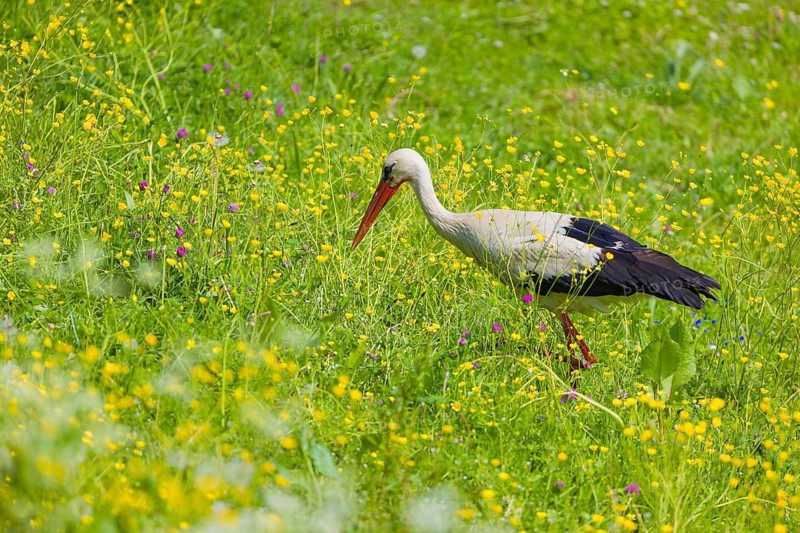 One white stork (Ciconia ciconia) looks for food on a yellow flowering meadow