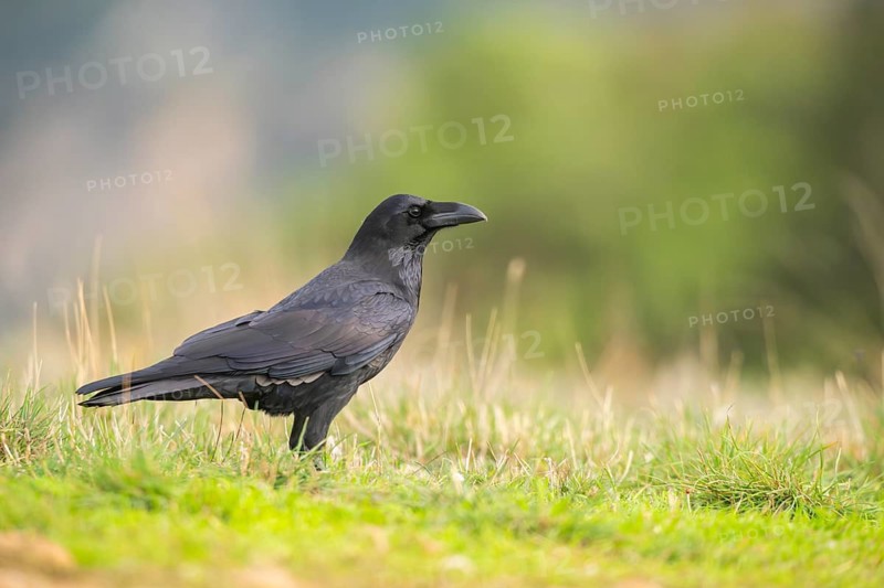 Common raven (Corvus corax) on a meadow in autumn, Pyrenees, Catalonia, Spain